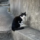 青山文
