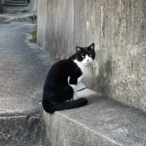 青山文