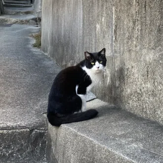 青山文